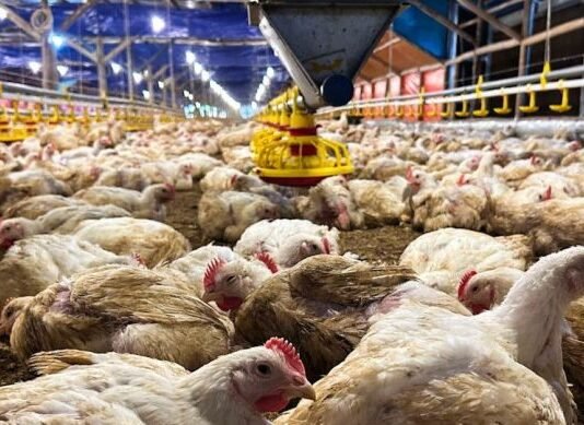 Proyek MBG jadi Sebab Naiknya Harga Ayam, Kata BPS